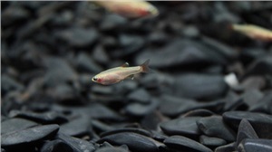 魚苗、魚種培育